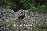 crested fireback